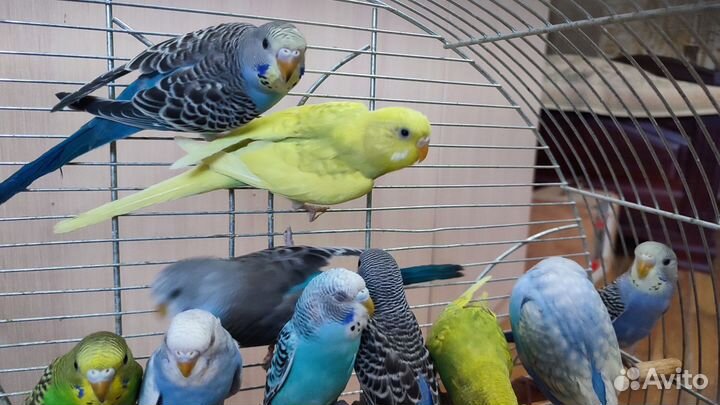 Волнистые попугайчики малыши