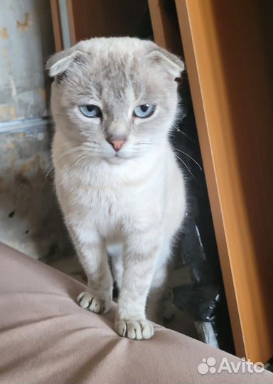 Найдена светлая домашняя кошка