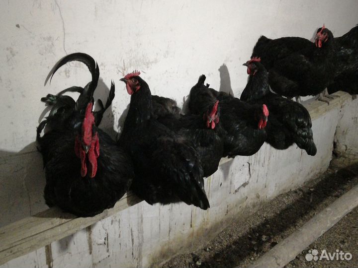 Джерсийский гигант