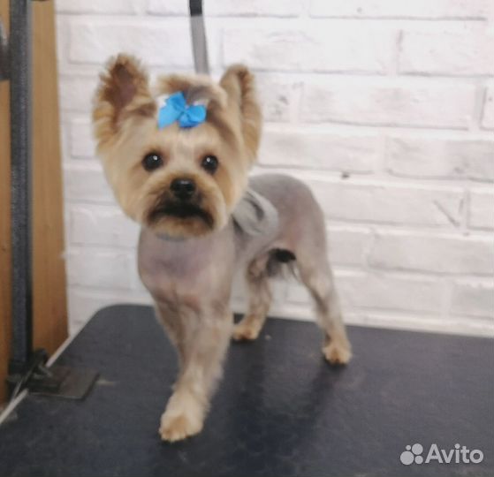 Стрижка собак. Мещера