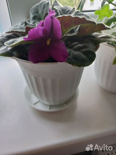 Фиалки продажа