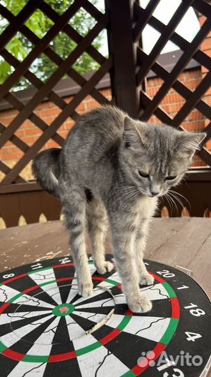 Котенок бесплатно девочка
