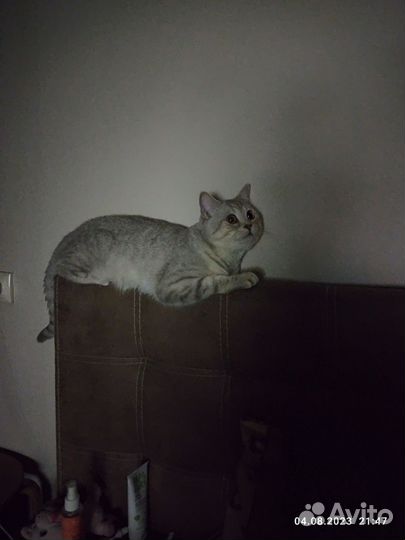 Британский кот на вязку