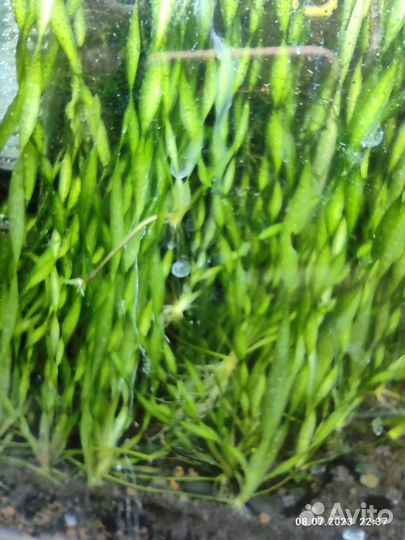 Аквариумные рыбки