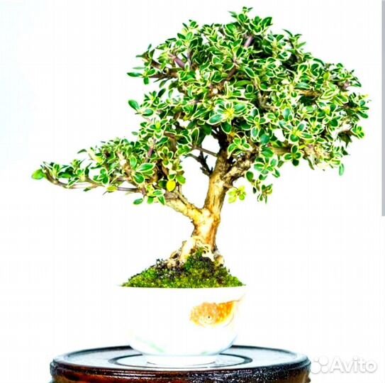 Серисса японская саженцы для бонсай