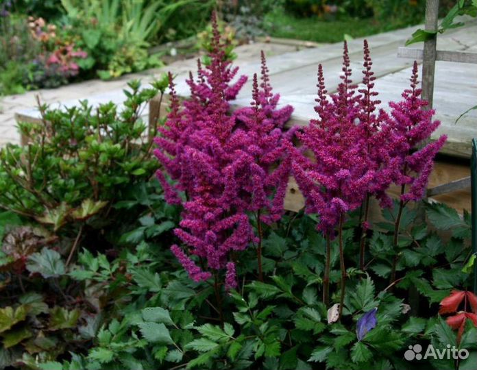 Астильбы сортовые