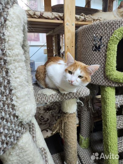 Кошка Джесси ищет дом