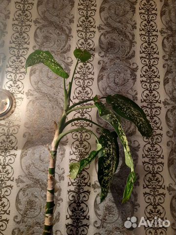 Диффенбахия 2 в 1. 1,20 метр