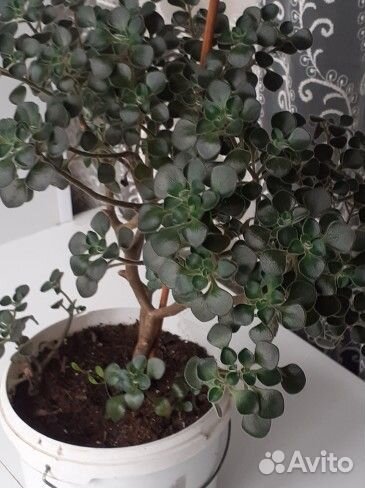 Комнатные растения