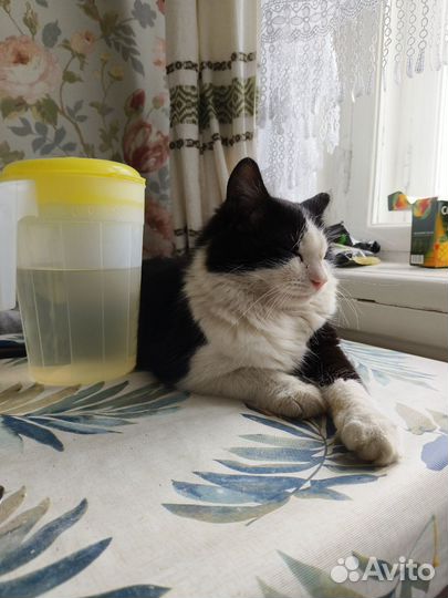 Отдам кота