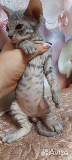 Котята сфинкс