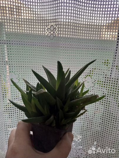 Суккуленты