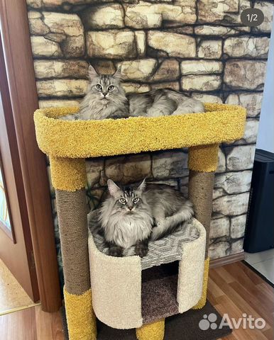 Кошка и кот мейн-кун объявление продам