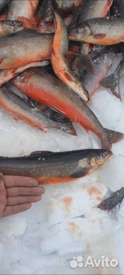 Зимняя рыбалка на кольском п-ве