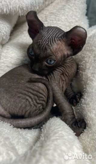 Канадский сфинкс-двэльф