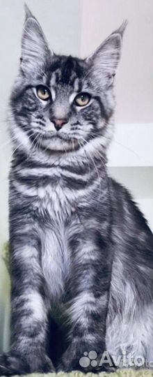 Котята мейнкун и их отец на вязку