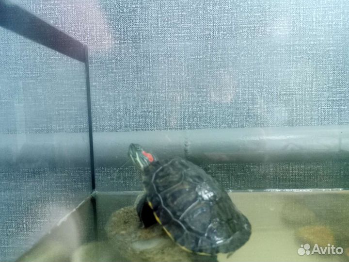 Красноухая черепаха