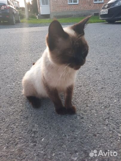 Кошка