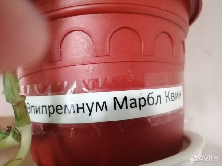 Продам эпипремнум марбл квин