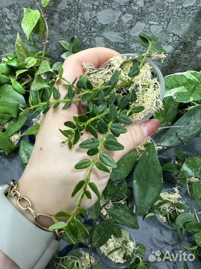 Хойя,часть 4