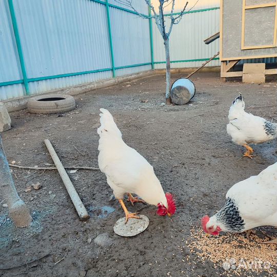 Петухи,куры