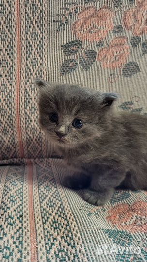 Котёнок мальчик