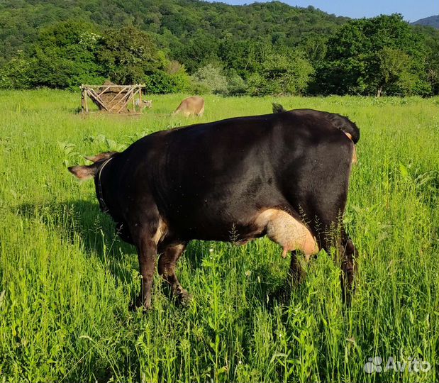 Корова дойная