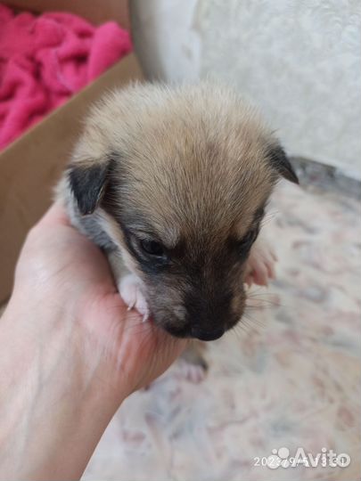 Собаки бесплатно в добрые руки щенки