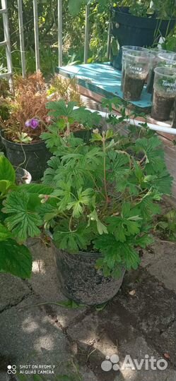 Герань пленум, хоста, гортензия