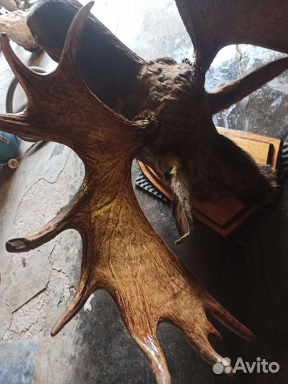 Чучело головы лося