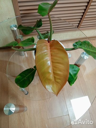 Филодендрон