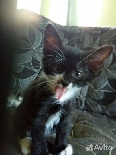 Котята в добрые руки 1 месяц