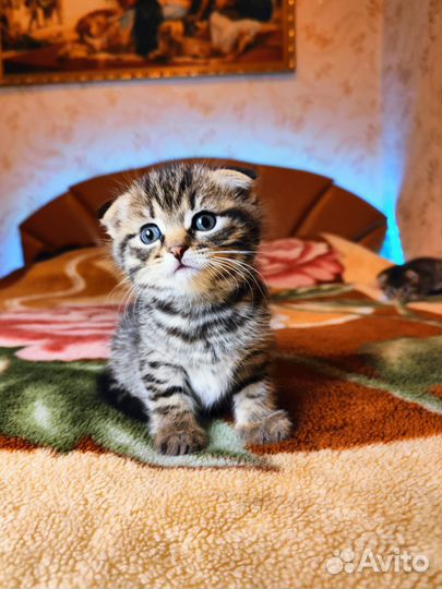 Шотландские вислоухие котята мраморные