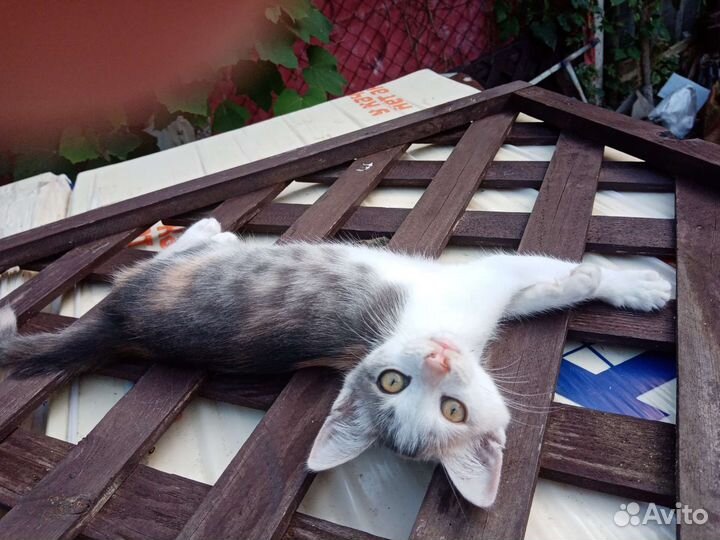 Котята бесплатно