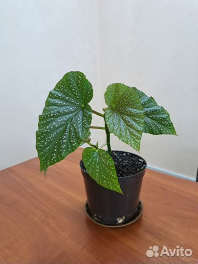 Комнатные растения цветущие