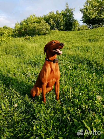 Немецкий Пинчер