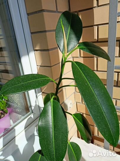 Фикус каучуконосный большой