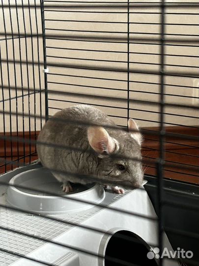 Серебристая шиншилла с клеткой