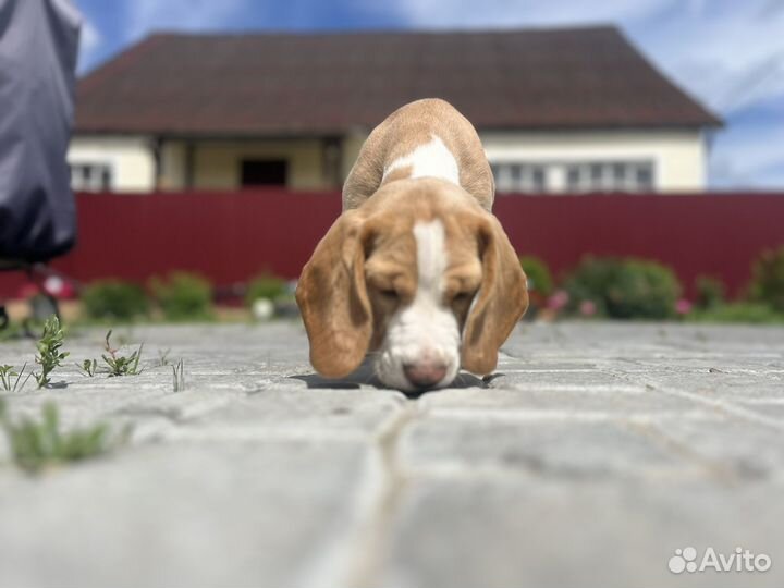 Щенок бигль девочка