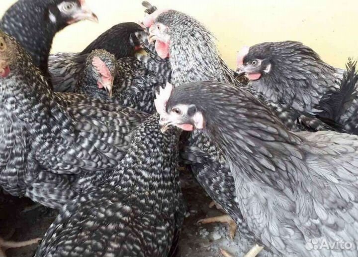 Куры молодки несушки 4,5 месяца с доставкой