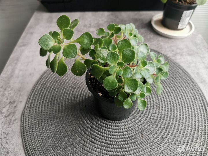 Аихризон (дерево любви)