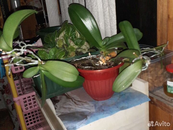 Орхидея фаленопсис