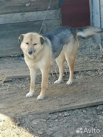 Отдам собак в добрые руки.город Вологда