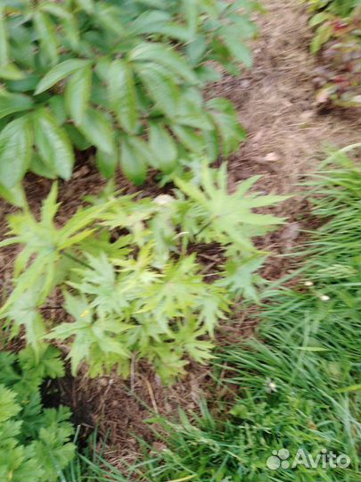 Продам цветы