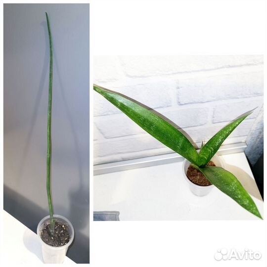 Редкие, вариегатные, коллекционные Сансевиерии