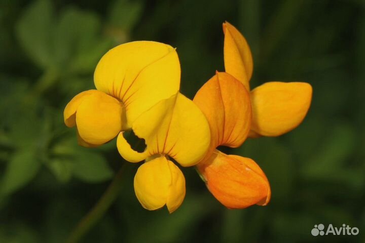 Семена Лядвенца Рогатого оптом