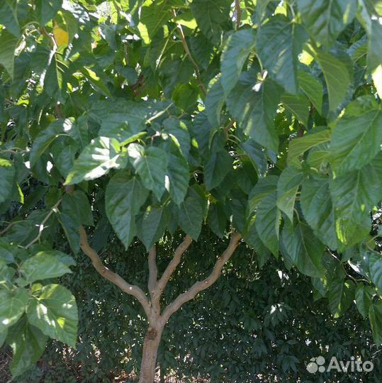 Саженцы шелковицы змеевидной (извилистой)