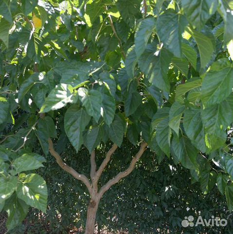 Саженцы шелковицы змеевидной (извилистой)