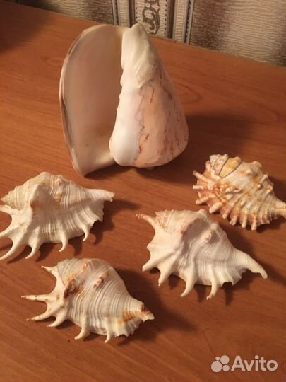 Морские ракушки раковины