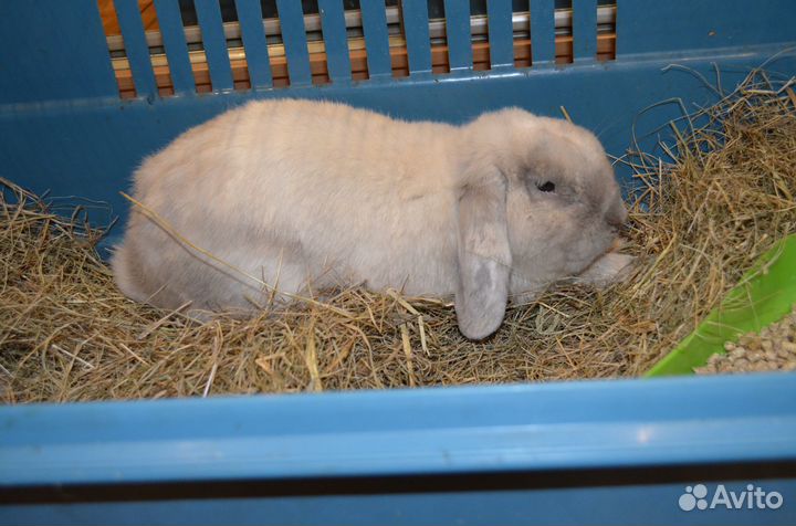 Кролик вислоухий баран с клеткой и всем остальным